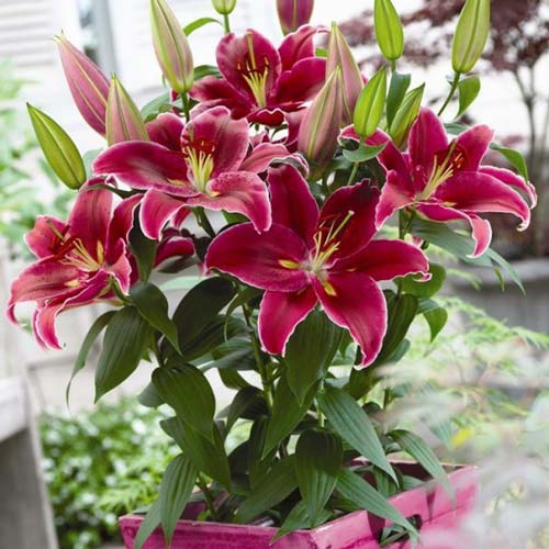 Лилия Лав Стори изображение 1 артикул 3244