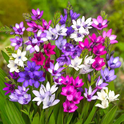 Бабиана Стрикта, микс изображение 1 артикул 76380