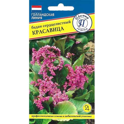 Бадан сердцелистный Красавица Престиж артикул фото 1 Бадан сердцелистный Красавица Престиж изображение 1 артикул 65802