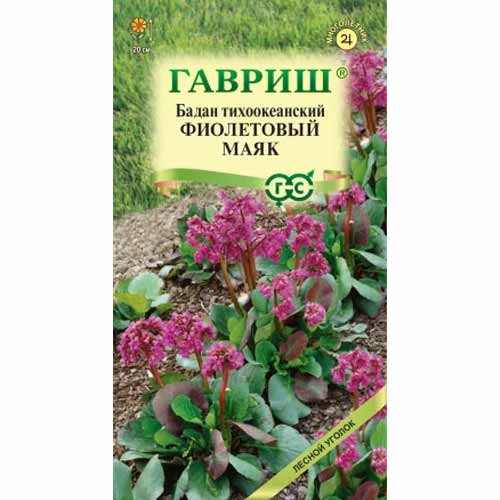 Бадан тихоокеанский Фиолетовый маяк Гавриш артикул фото 1 Бадан тихоокеанский Фиолетовый маяк Гавриш изображение 1 артикул 87996