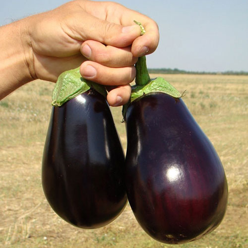 Баклажан Царская икра Premium Seeds изображение 1 артикул 83734