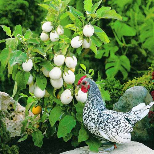 Баклажан Бэйби Уайт F1 артикул фото 1 Баклажан Бэйби Уайт F1 изображение 1 артикул 65261