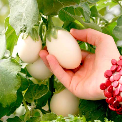 Баклажан Бэйби Уайт F1 артикул фото 3 Баклажан Бэйби Уайт F1 изображение 3 артикул 65261