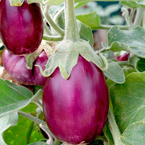 Баклажан Бэйби Вайолет F1 изображение 2 артикул 65264