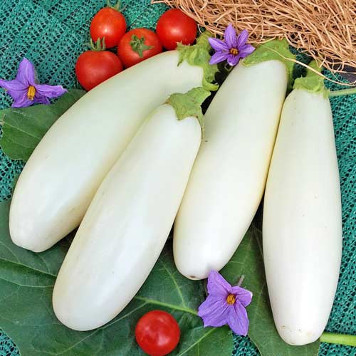 Баклажан Нежнейший F1 изображение 2 артикул 65323