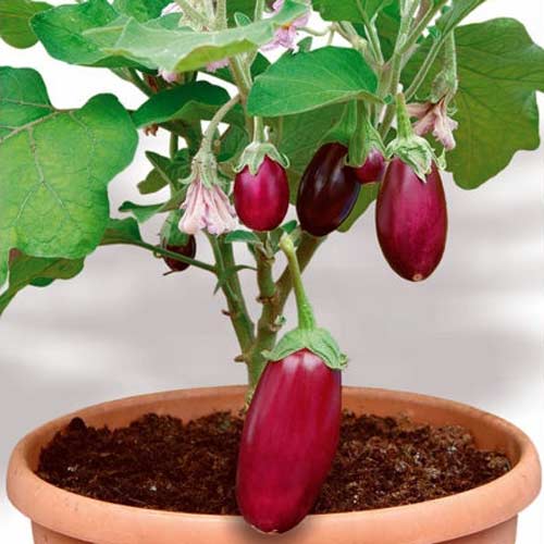 Баклажан Синдбад Аметист F1 изображение 1 артикул 74015