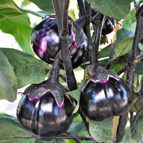 Баклажан Трюфель F1 изображение 1 артикул 65324