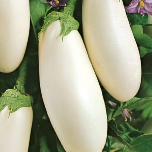 Баклажан Вкус грибов Седек изображение 1 артикул 65101