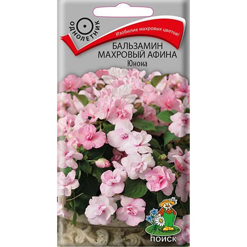 Бальзамин Афина Юнона Поиск изображение 1 артикул 92899