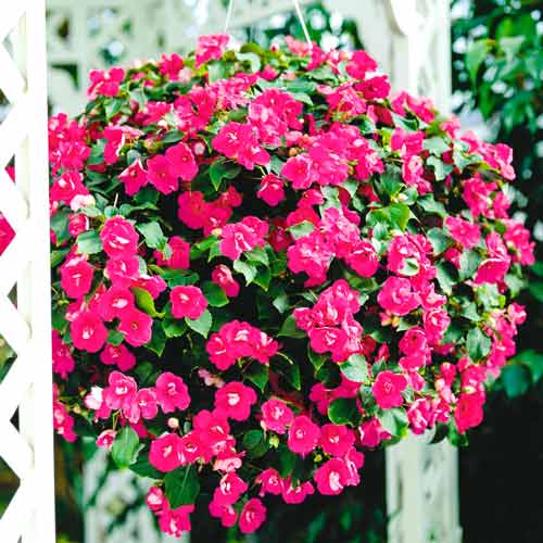 Бальзамин Уоллера ампельный Викториан розовый изображение 1 артикул 65807