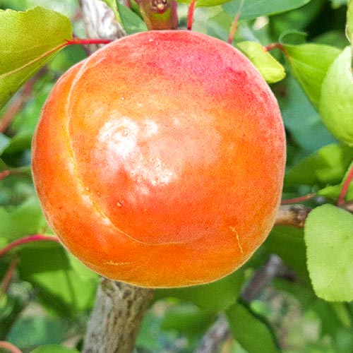 Абрикос Свит Ред изображение 1 артикул 7902