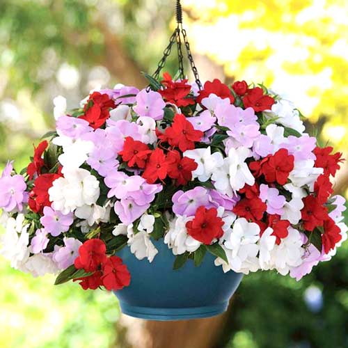 Бальзамин ново-гвинейский Дивайн Сальса F1, смесь окрасок изображение 1 артикул 65806