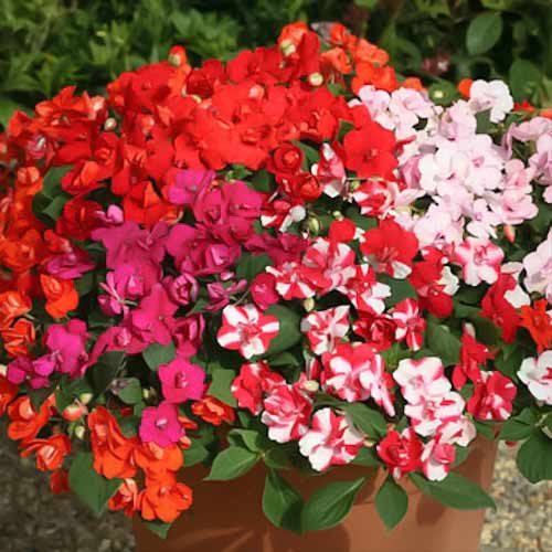 Бальзамин Уоллера Махровый микс F1, смесь окрасок изображение 1 артикул 66157