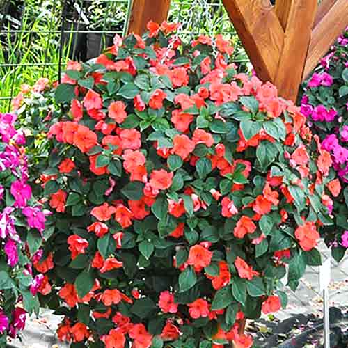 Бальзамин Уоллера Вспышка F1 изображение 1 артикул 66156