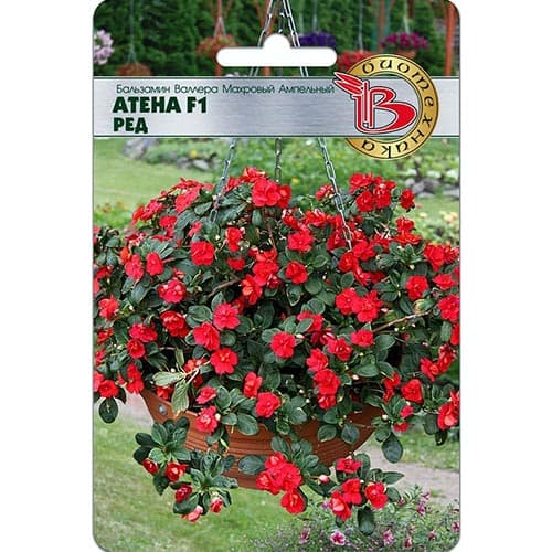 Бальзамин Валлера ампельный Атена Ред F1 Биотехника изображение 1 артикул 91571