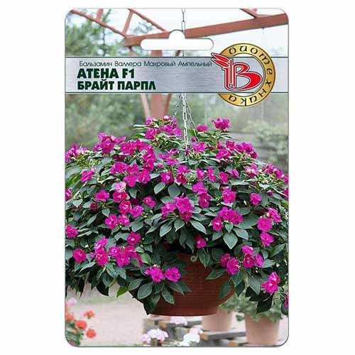 Бальзамин Валлера махровый ампельный Атена Брайт Парпл F1 Биотехника изображение 1 артикул 74069