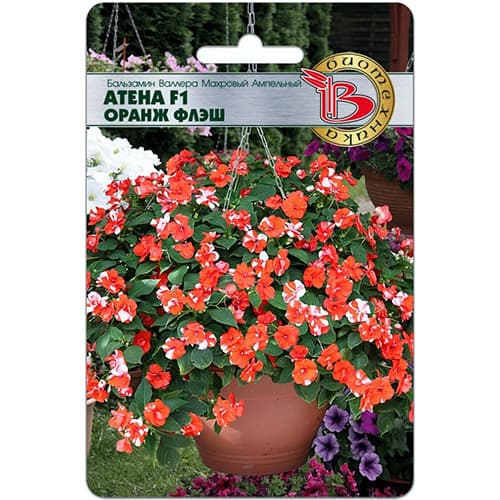 Бальзамин Валлера махровый ампельный Атена Оранж Флеш F1 Биотехника изображение 1 артикул 97325