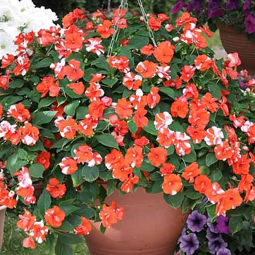 Бальзамин Валлера махровый ампельный Атена Оранж Флэш F1 изображение 1 артикул 74070