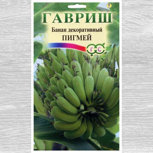Банан декоративный Пигмей артикул фото 1 Банан декоративный Пигмей изображение 1 артикул 73719
