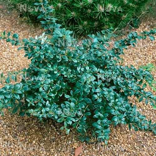 Барбарис Парк Джевел артикул фото 1 Барбарис Парк Джевел изображение 1 артикул 4707