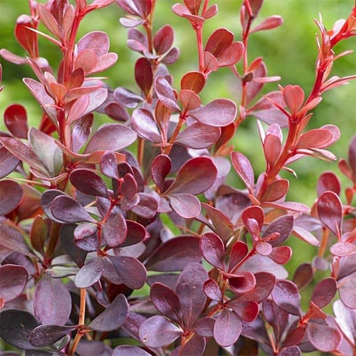 Барбарис тунберга Dart's Red Lady изображение 1 артикул 9001