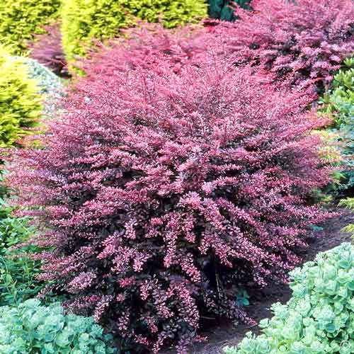 Барбарис Тунберга Фламинго изображение 1 артикул 9511