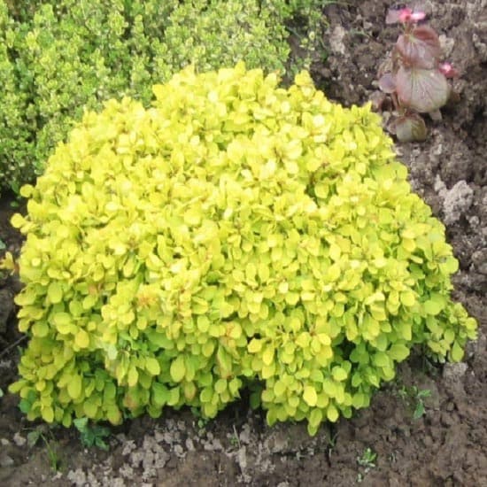 Барбарис тунберга Голдалита изображение 1 артикул 9556