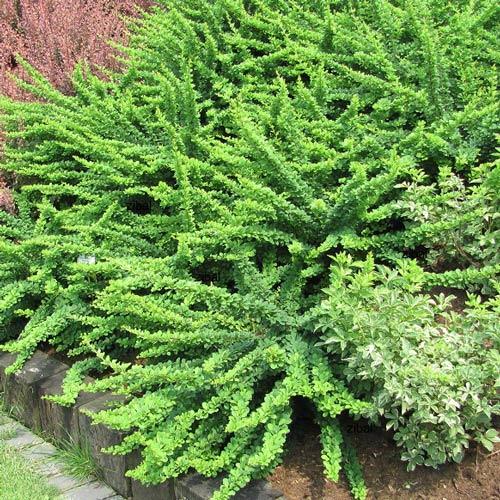 Барбарис Тунберга Грин Карпет изображение 1 артикул 2502