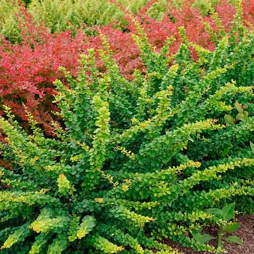 Барбарис Тунберга Грин Орнамент изображение 1 артикул 01006