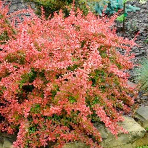 Барбарис тунберга Ред Карпет изображение 1 артикул 4711