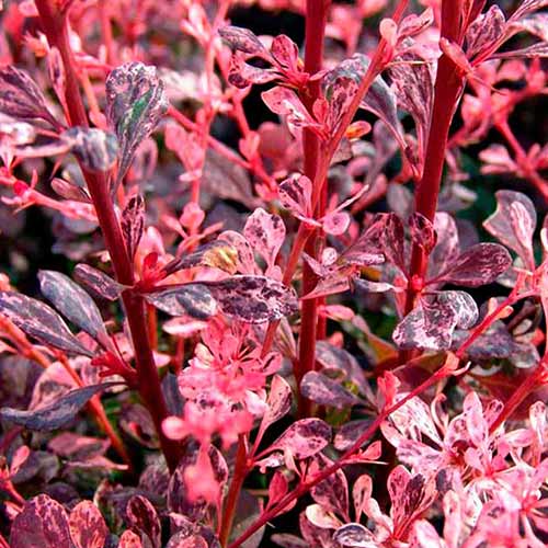 Барбарис Тунберга Розетта изображение 1 артикул 01007