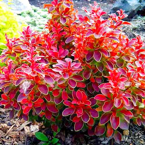 Барбарис Тунберга Руби Стар изображение 1 артикул 3902