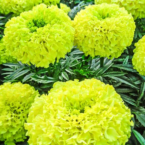 Бархатцы Ацтек Лайм-грин F1 артикул фото 1 Бархатцы Ацтек Лайм-грин F1 изображение 1 артикул 69923