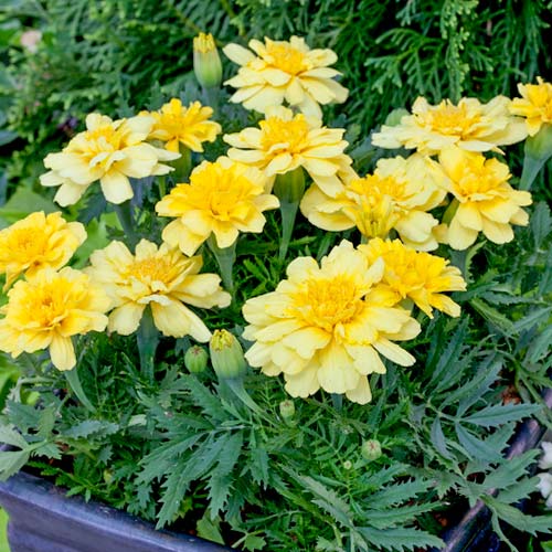 Бархатцы Алюмиа Винилла Крем артикул фото 1 Бархатцы Алюмиа Винилла Крем изображение 1 артикул 81297