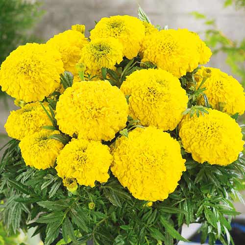 Бархатцы Антигуа Голд F1 артикул фото 1 Бархатцы Антигуа Голд F1 изображение 1 артикул 71311