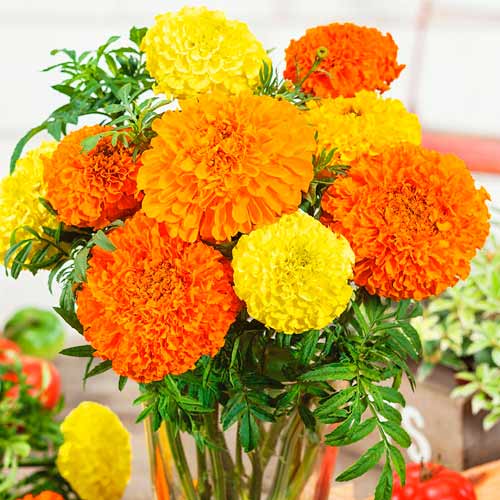 Бархатцы Антигуа микс F1, смесь окрасок артикул фото 1 Бархатцы Антигуа микс F1, смесь окрасок изображение 1 артикул 71313