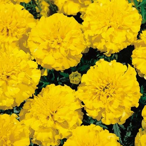 Бархатцы Бой Еллоу изображение 1 артикул 65939