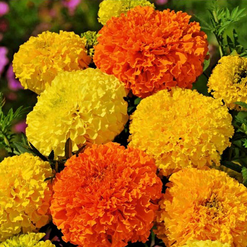 Бархатцы  Эльдорадо, смесь окрасок артикул фото 1 Бархатцы  Эльдорадо, смесь окрасок изображение 1 артикул 9808_1