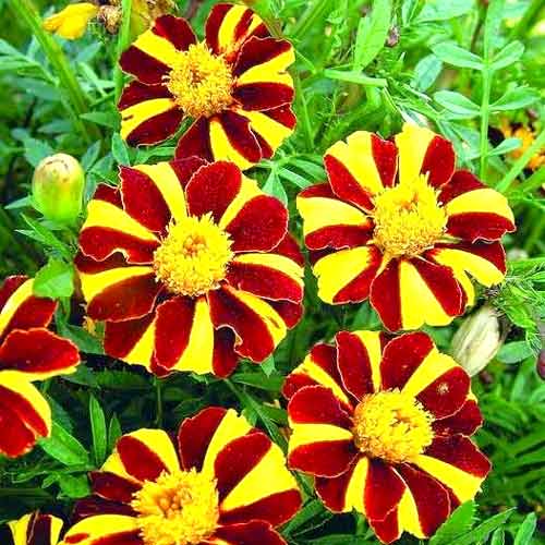 Бархатцы Курт Джестер изображение 1 артикул 65811