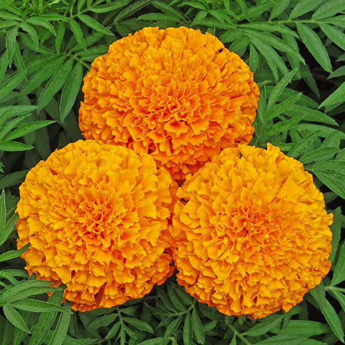 Бархатцы Гусары Premium Seeds изображение 1 артикул 83893