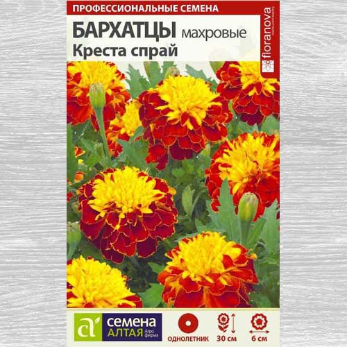 Бархатцы Креста Спрай артикул фото 1 Бархатцы Креста Спрай изображение 1 артикул 78125