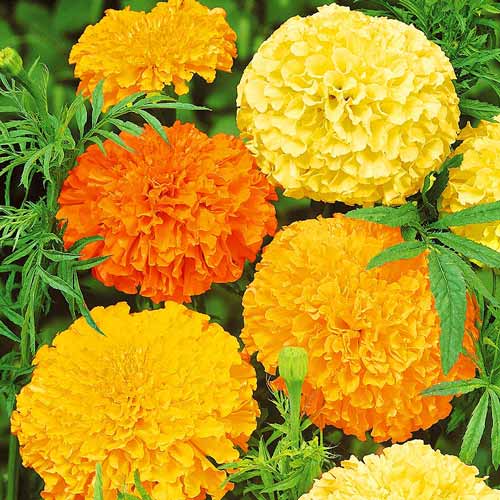 Бархатцы махровые Гиганты, смесь окрасок изображение 1 артикул 71988