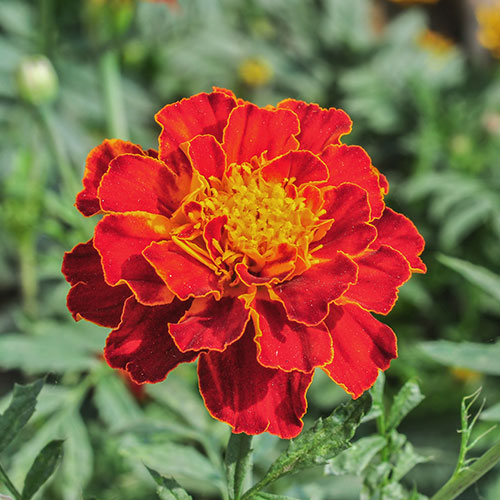 Бархатцы Персидский ковер Premium Seeds изображение 1 артикул 83890