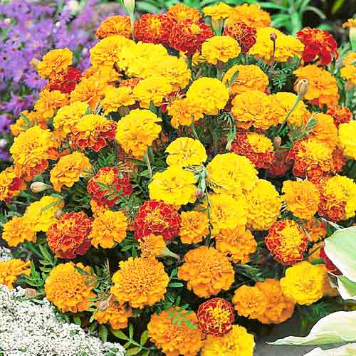 Бархатцы Петит, смесь окрасок артикул фото 1 Бархатцы Петит, смесь окрасок изображение 1 артикул 65812