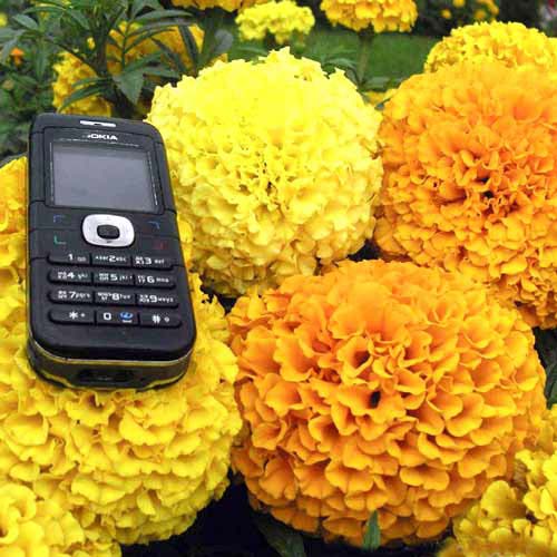 Бархатцы Русский Размер F1, смесь окрасок Русский огород НК изображение 1 артикул 66197