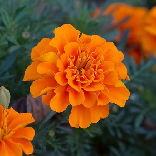 Бархатцы Рыжики Premium Seeds изображение 1 артикул 83885