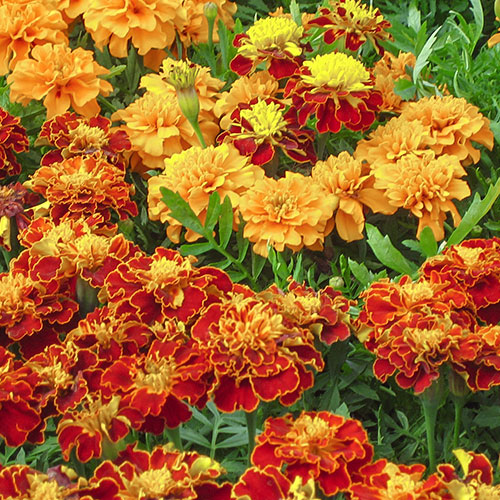 Бархатцы Сокровища замка, смесь окрасок Premium Seeds изображение 1 артикул 83891