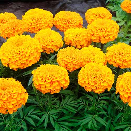 Бархатцы Солнечный зайчик изображение 1 артикул 69008