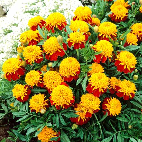 Бархатцы Тигровые глаза, смесь окрасок изображение 1 артикул 66159