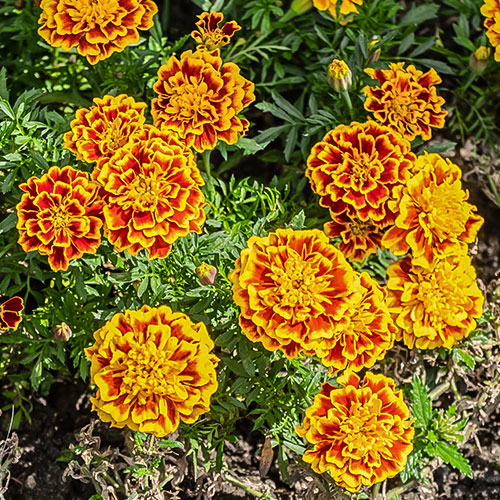 Бархатцы Тигрята Premium Seeds изображение 1 артикул 83886